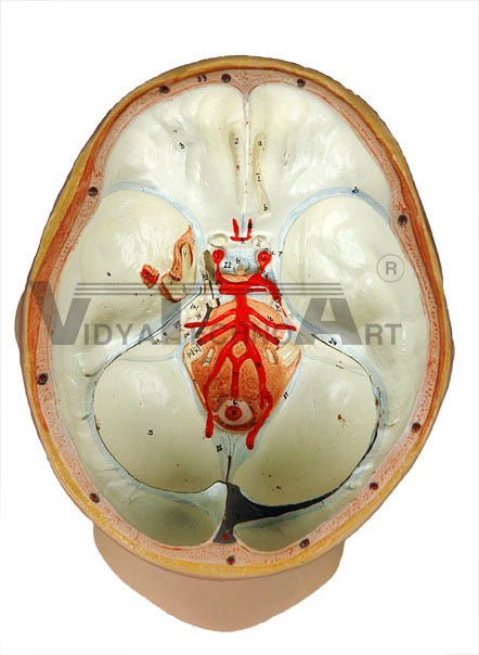 Cranial Cavities/Circle of Willis